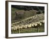 Sheep Penned for Shearing, Tautane Station, North Island, New Zealand-Adrian Neville-Framed Photographic Print