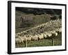 Sheep Penned for Shearing, Tautane Station, North Island, New Zealand-Adrian Neville-Framed Photographic Print