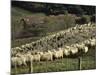 Sheep Penned for Shearing, Tautane Station, North Island, New Zealand-Adrian Neville-Mounted Photographic Print