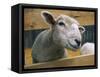 Sheep Poking Head Through Fence-Chase Swift-Framed Stretched Canvas