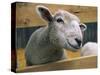 Sheep Poking Head Through Fence-Chase Swift-Stretched Canvas