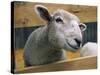 Sheep Poking Head Through Fence-Chase Swift-Stretched Canvas