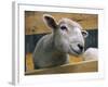 Sheep Poking Head Through Fence-Chase Swift-Framed Photographic Print