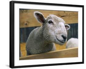 Sheep Poking Head Through Fence-Chase Swift-Framed Photographic Print