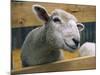 Sheep Poking Head Through Fence-Chase Swift-Mounted Photographic Print