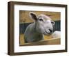 Sheep Poking Head Through Fence-Chase Swift-Framed Photographic Print