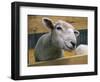 Sheep Poking Head Through Fence-Chase Swift-Framed Photographic Print