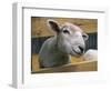 Sheep Poking Head Through Fence-Chase Swift-Framed Photographic Print