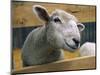 Sheep Poking Head Through Fence-Chase Swift-Mounted Photographic Print