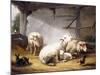 Sheep, Rabbits and a Chicken in a Barn, 1859-Eugene Joseph Verboeckhoven-Mounted Giclee Print