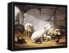 Sheep, Rabbits and a Chicken in a Barn, 1859-Eugene Joseph Verboeckhoven-Framed Stretched Canvas