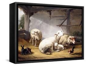 Sheep, Rabbits and a Chicken in a Barn, 1859-Eugene Joseph Verboeckhoven-Framed Stretched Canvas