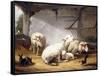 Sheep, Rabbits and a Chicken in a Barn, 1859-Eugene Joseph Verboeckhoven-Framed Stretched Canvas