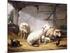 Sheep, Rabbits and a Chicken in a Barn, 1859-Eugene Joseph Verboeckhoven-Mounted Giclee Print