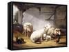 Sheep, Rabbits and a Chicken in a Barn, 1859-Eugene Joseph Verboeckhoven-Framed Stretched Canvas