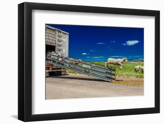 Sheep ranchers unload sheep on Hastings Mesa near Ridgway, Colorado from truck-null-Framed Photographic Print