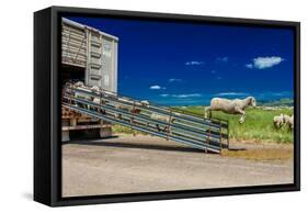 Sheep ranchers unload sheep on Hastings Mesa near Ridgway, Colorado from truck-null-Framed Stretched Canvas