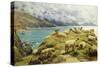 Sheep Reposing, Dalby Bay, Isle of Man-Basil Bradley-Stretched Canvas