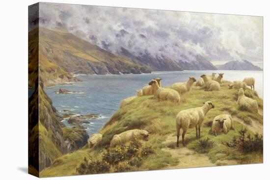 Sheep Reposing, Dalby Bay, Isle of Man-Basil Bradley-Stretched Canvas