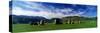 Sheep's Grazing in a Pasture, Castlerigg Stone Circle, Keswick, Lake District, Cumbria, England, UK-null-Stretched Canvas