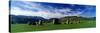 Sheep's Grazing in a Pasture, Castlerigg Stone Circle, Keswick, Lake District, Cumbria, England, UK-null-Stretched Canvas