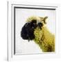 Sheep's Head-Mark Gemmell-Framed Photographic Print