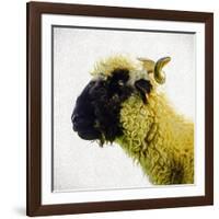 Sheep's Head-Mark Gemmell-Framed Photographic Print