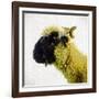 Sheep's Head-Mark Gemmell-Framed Photographic Print