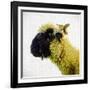 Sheep's Head-Mark Gemmell-Framed Photographic Print