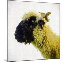 Sheep's Head-Mark Gemmell-Mounted Photographic Print