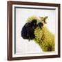 Sheep's Head-Mark Gemmell-Framed Photographic Print