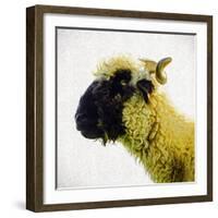 Sheep's Head-Mark Gemmell-Framed Premium Photographic Print