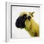 Sheep's Head-Mark Gemmell-Framed Premium Photographic Print