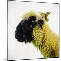 Sheep's Head-Mark Gemmell-Mounted Premium Photographic Print