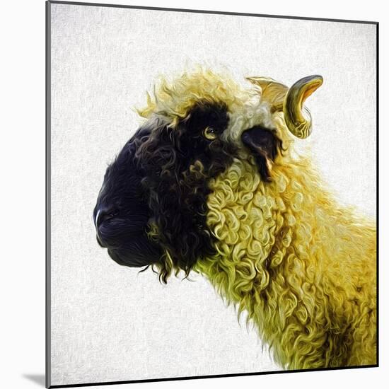 Sheep's Head-Mark Gemmell-Mounted Premium Photographic Print