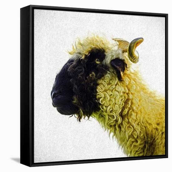 Sheep's Head-Mark Gemmell-Framed Stretched Canvas