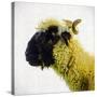 Sheep's Head-Mark Gemmell-Stretched Canvas
