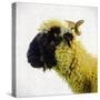 Sheep's Head-Mark Gemmell-Stretched Canvas