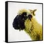 Sheep's Head-Mark Gemmell-Framed Stretched Canvas