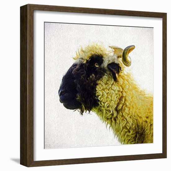 Sheep's Head-Mark Gemmell-Framed Photographic Print