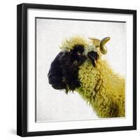 Sheep's Head-Mark Gemmell-Framed Photographic Print