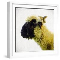 Sheep's Head-Mark Gemmell-Framed Photographic Print