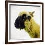 Sheep's Head-Mark Gemmell-Framed Photographic Print