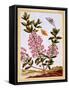 Sheep's Laurel (Kalmia Augustifolia), C.1766-Pierre-Joseph Buchoz-Framed Stretched Canvas