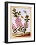 Sheep's Laurel (Kalmia Augustifolia), C.1766-Pierre-Joseph Buchoz-Framed Giclee Print