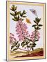 Sheep's Laurel (Kalmia Augustifolia), C.1766-Pierre-Joseph Buchoz-Mounted Giclee Print