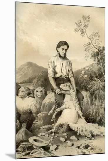 Sheep Shearing, 1879-McFarlane and Erskine-Mounted Giclee Print