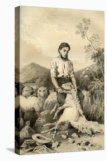 Sheep Shearing, 1879-McFarlane and Erskine-Stretched Canvas