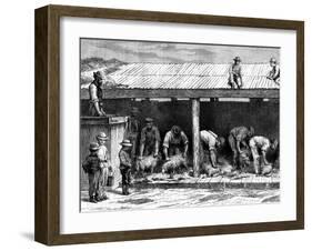 Sheep Shearing, Australia, 1886-A Sirouy-Framed Giclee Print