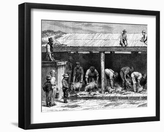 Sheep Shearing, Australia, 1886-A Sirouy-Framed Giclee Print